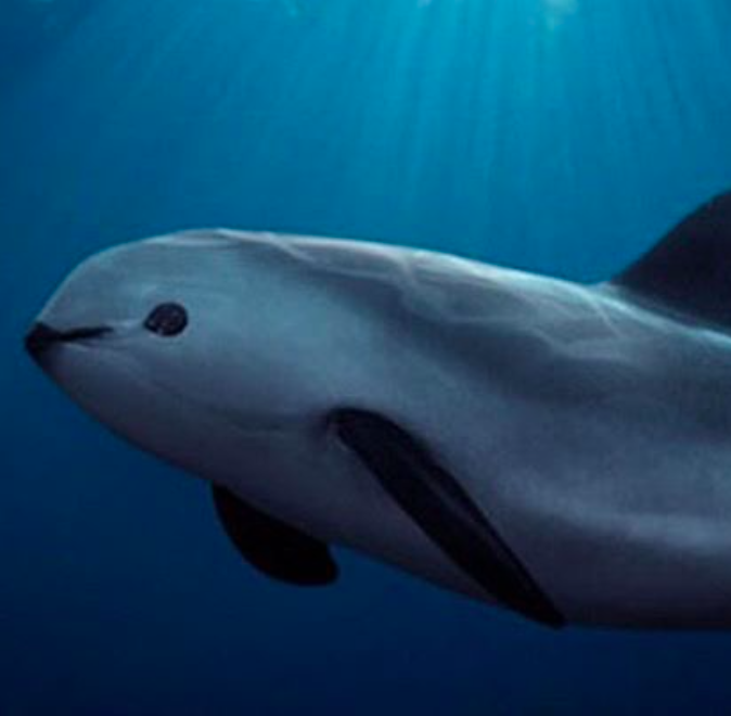 vaquita
